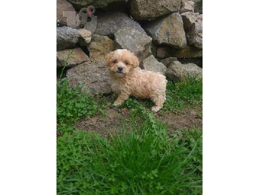 Κουτάβια Maltipoo